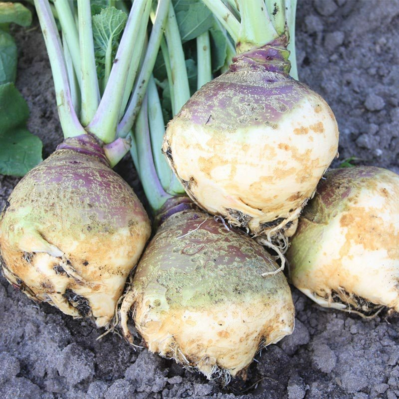 Swede