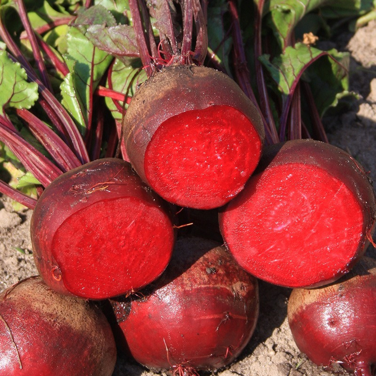 Beetroot