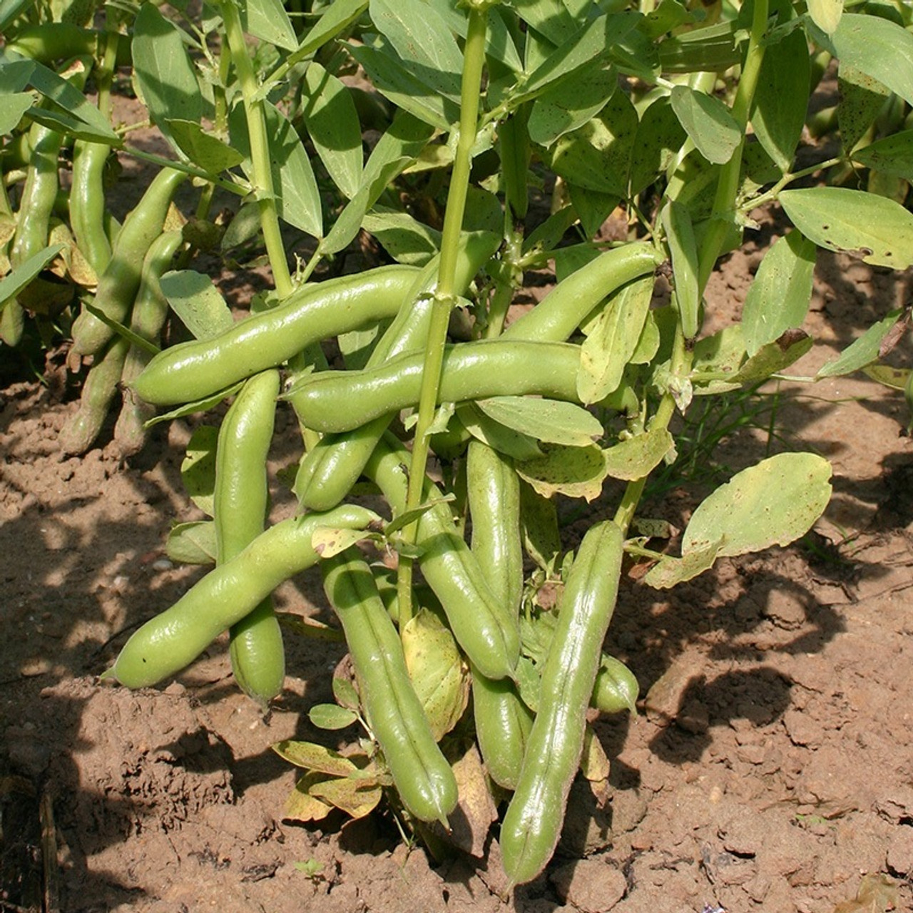 Beans Beans