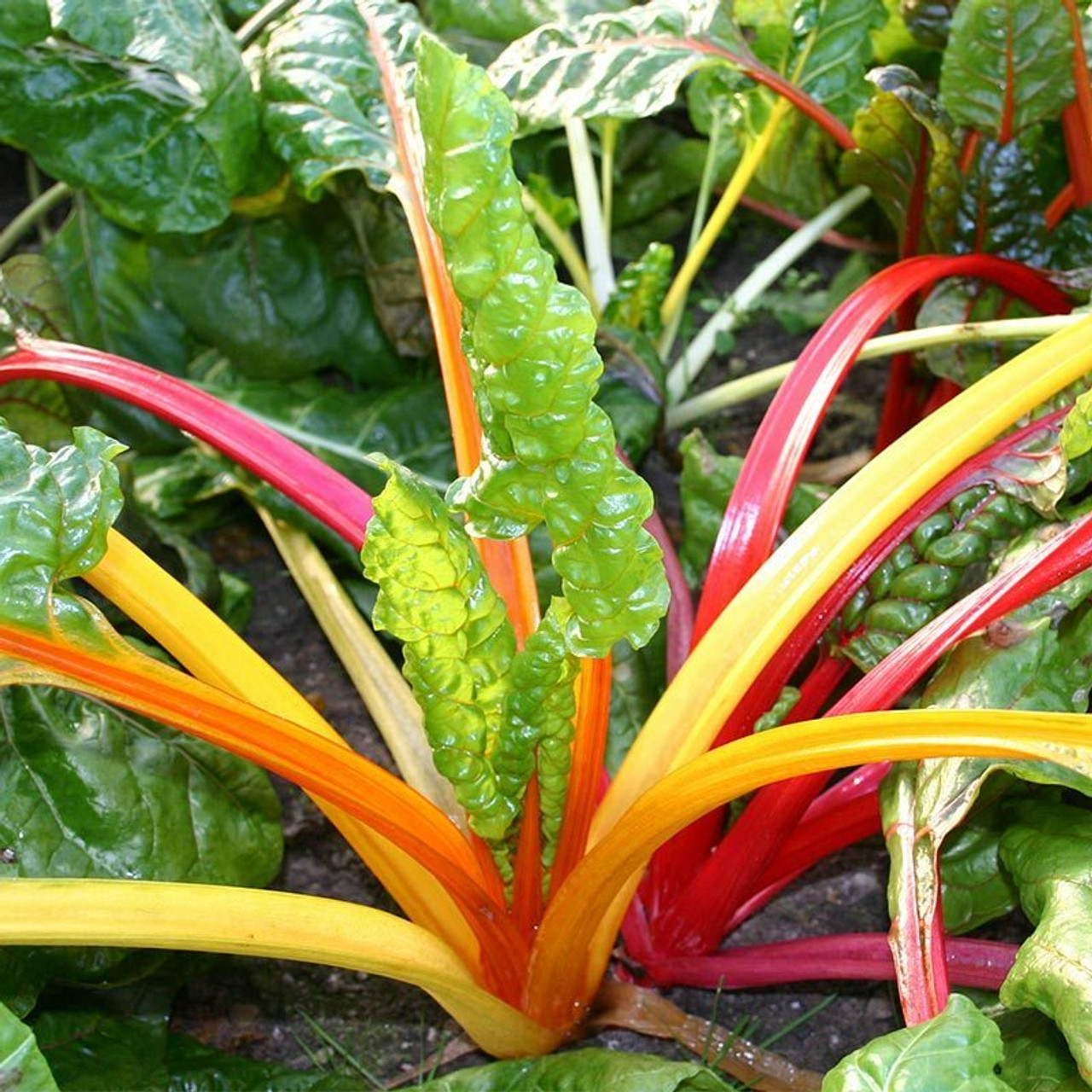 Chard