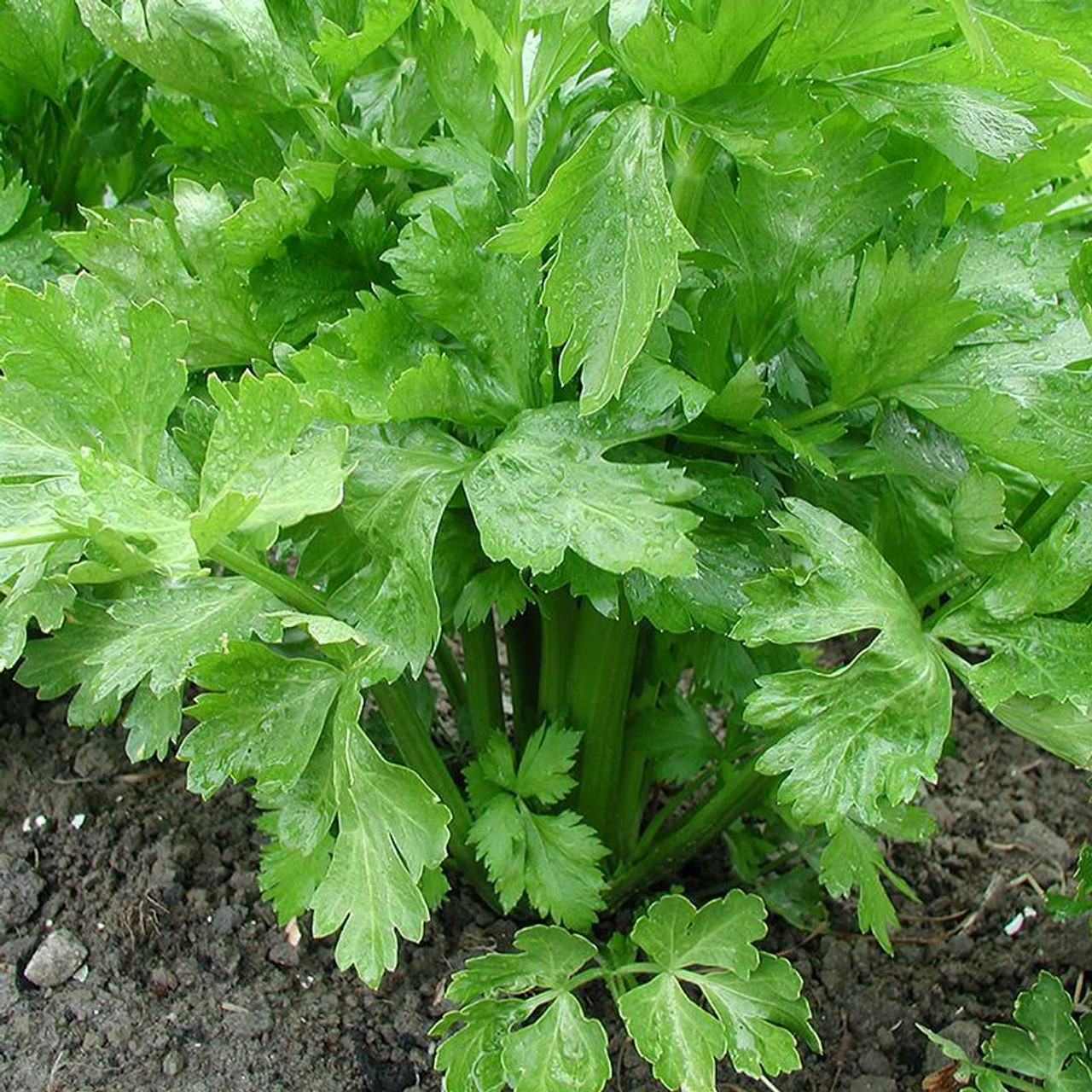 Celery