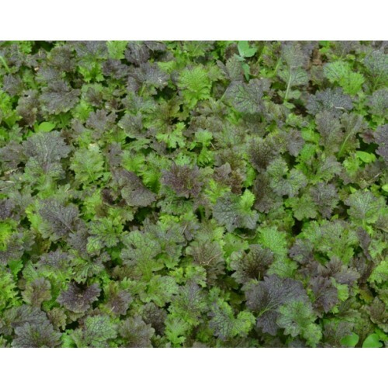 Oriental Greens
