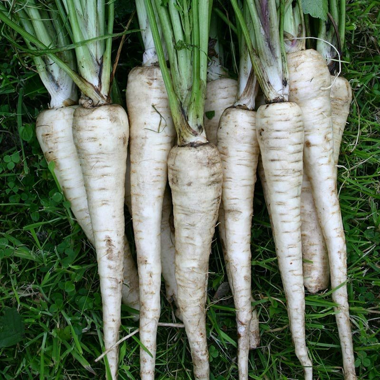 Parsnip