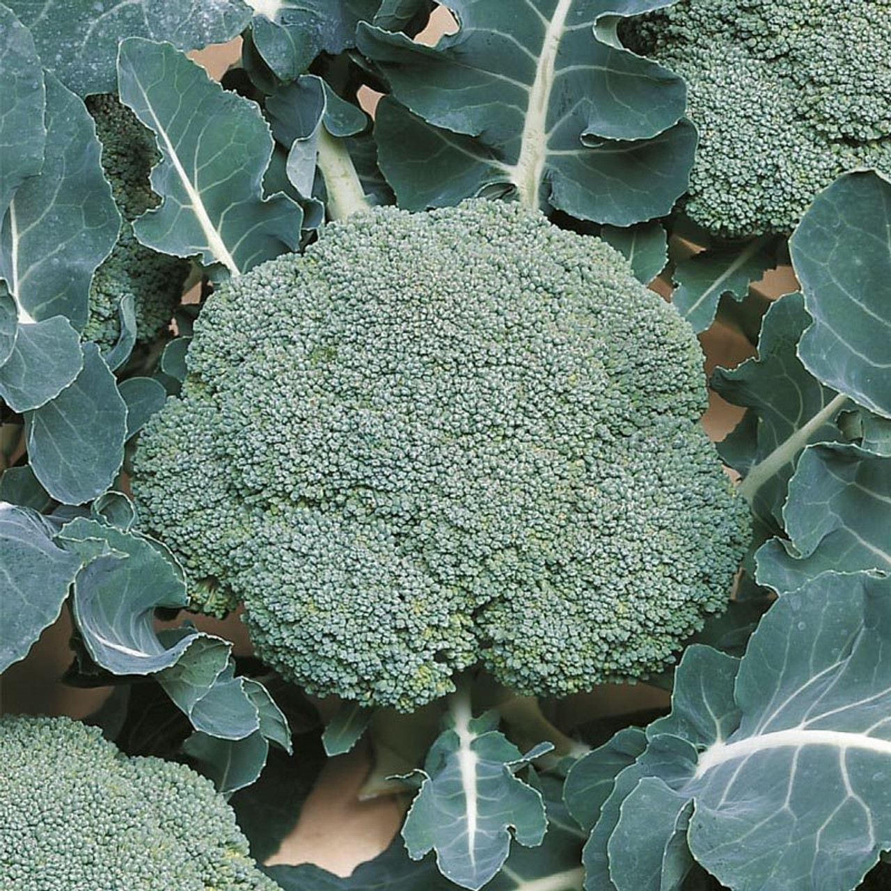 Broccoli