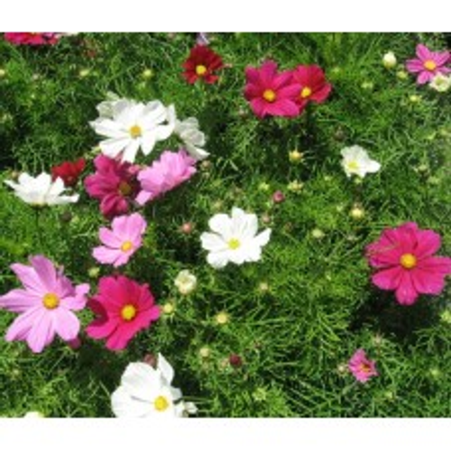 Cosmos bipinnatus  garden cosmos  Mexican aster