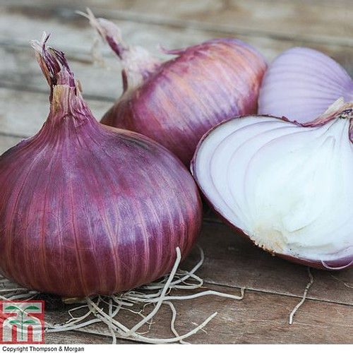 Onion 'Red Baron'