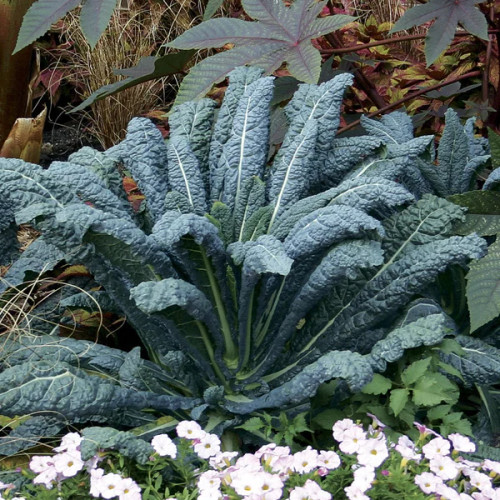 Kale- Nero di Toscana / Black kale of Tuscany