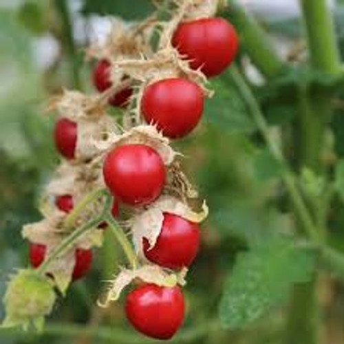 Litchi Tomato Litchi Tomato