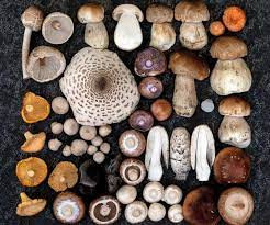 Wild Mushroom Foraging with Finn Melia- Sunday 20th September 2026