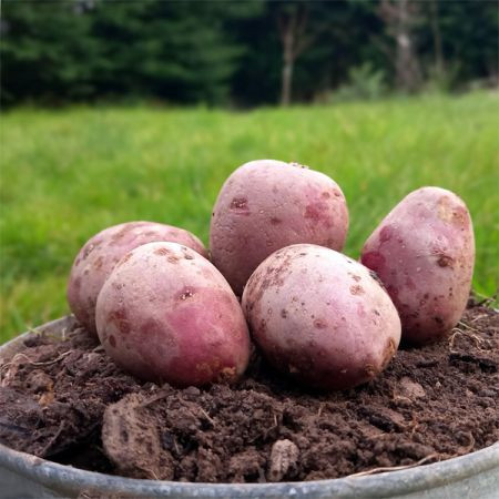 Allouete Organic Seed potato - 2kg per bag