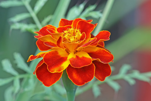 Wild French marigold