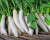 Radish Daikon