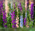 Larkspur Mixed Colours  Delphinium ajacis