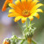 Golden Marigold