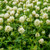 Egyptian white clover.