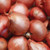 shallot red sun