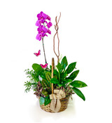 a green plants dish garden with a purple orchid.