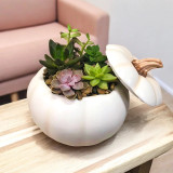 Fall succulent pumpkins