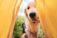 Top Places to Travel With Your Dog: Celebrating National Pet Month