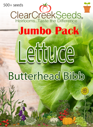 Lettuce Butterhead - Bibb