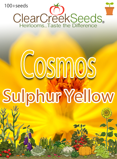 Cosmos Sulphur "Yellow" (100+ seeds)