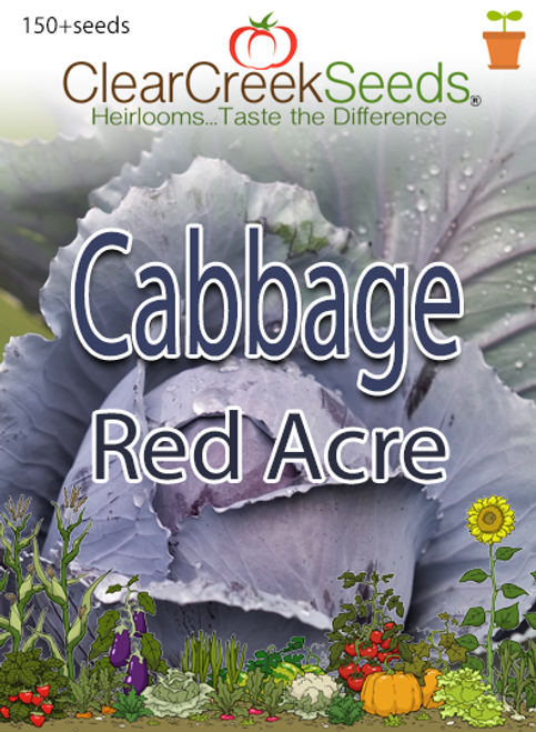 Cabbage - Red Acre (150+ seeds)