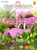 Coneflower "Echinacea" (50+ seeds)