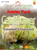 Cauliflower - Snowball Y Improved (200+ seeds) JUMBO PACK