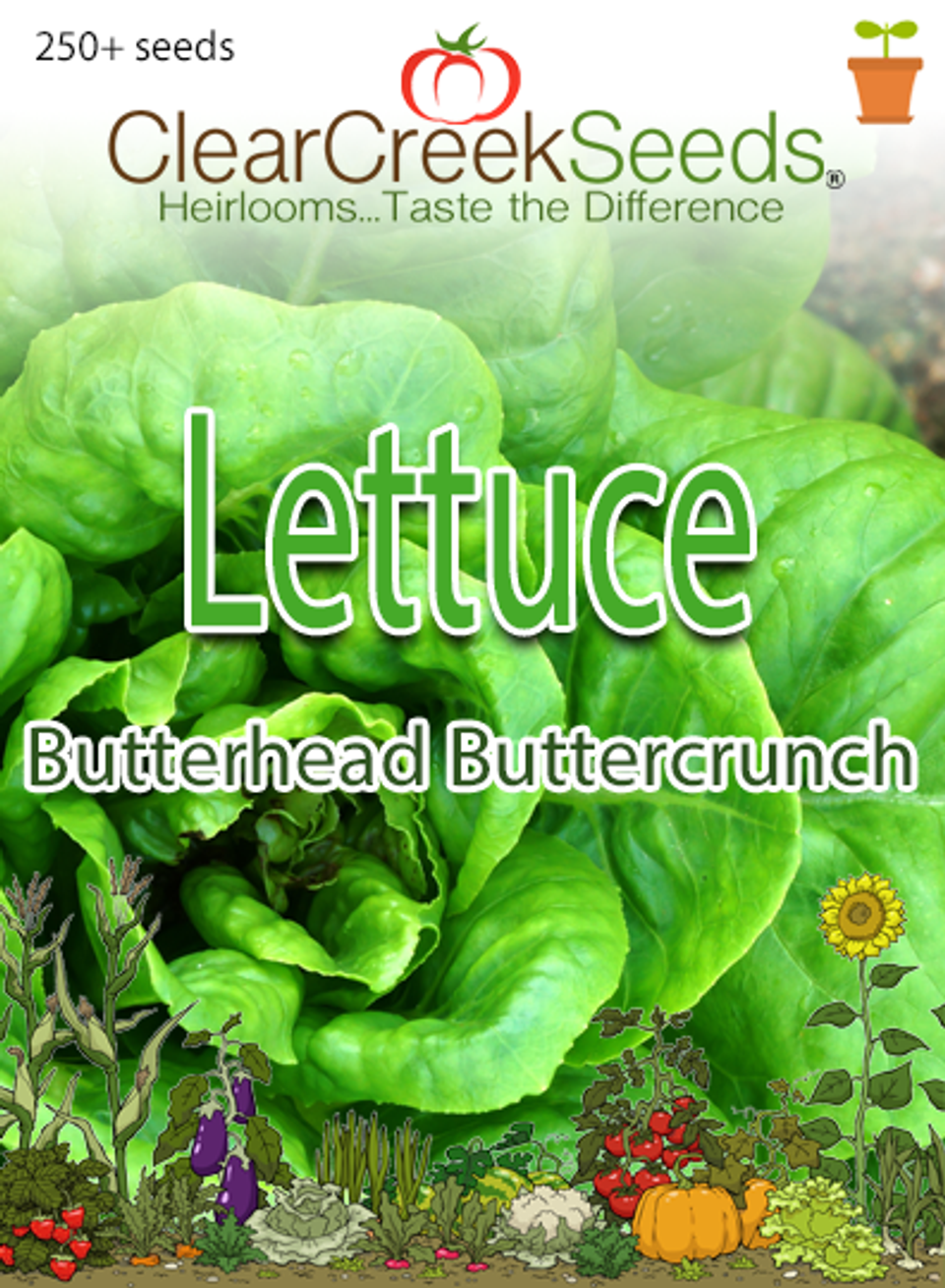 Lettuce Butterhead Buttercrunch (250+ seeds) Clear Creek Seeds