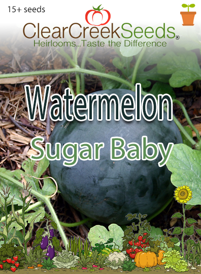 Watermelon - Sugar Baby (15+ seeds) - Clear Creek Seeds