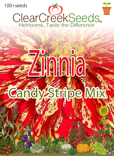 Zinnie 'Candy Stripe Mix' Saatgut – Einjährig, 70 Cm Hoch, Gestreifte Blüten Für Beet & Schnitt