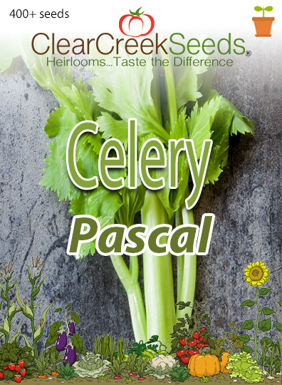 Celery Pascal heirloom garden vegetable seeds