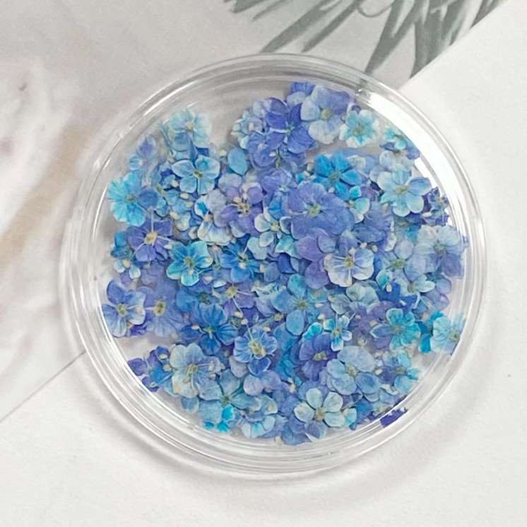 Mini Dried Flowers - Blue