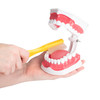 4160911 | Features a lifelike, movable tongue and a flossable lower arch with movable, elastic-retained teeth.