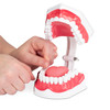 4160911 | The Econo Hygiene Model with Tongue presents 28 bright white teeth in an articulated, bright white, hollow plastic base.