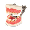 402814 | Periodontal Disease Model