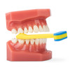 Bite Dx Occlusal Pain Diagnostic Instruments