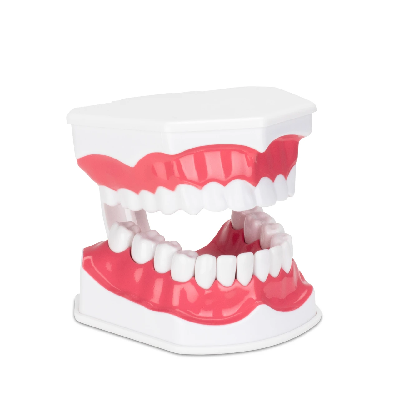 Lundeen&GibbsThe Function Of Teeth 現代咬合論の原点DVD付 Econo Hygiene Model | Practicon Inc