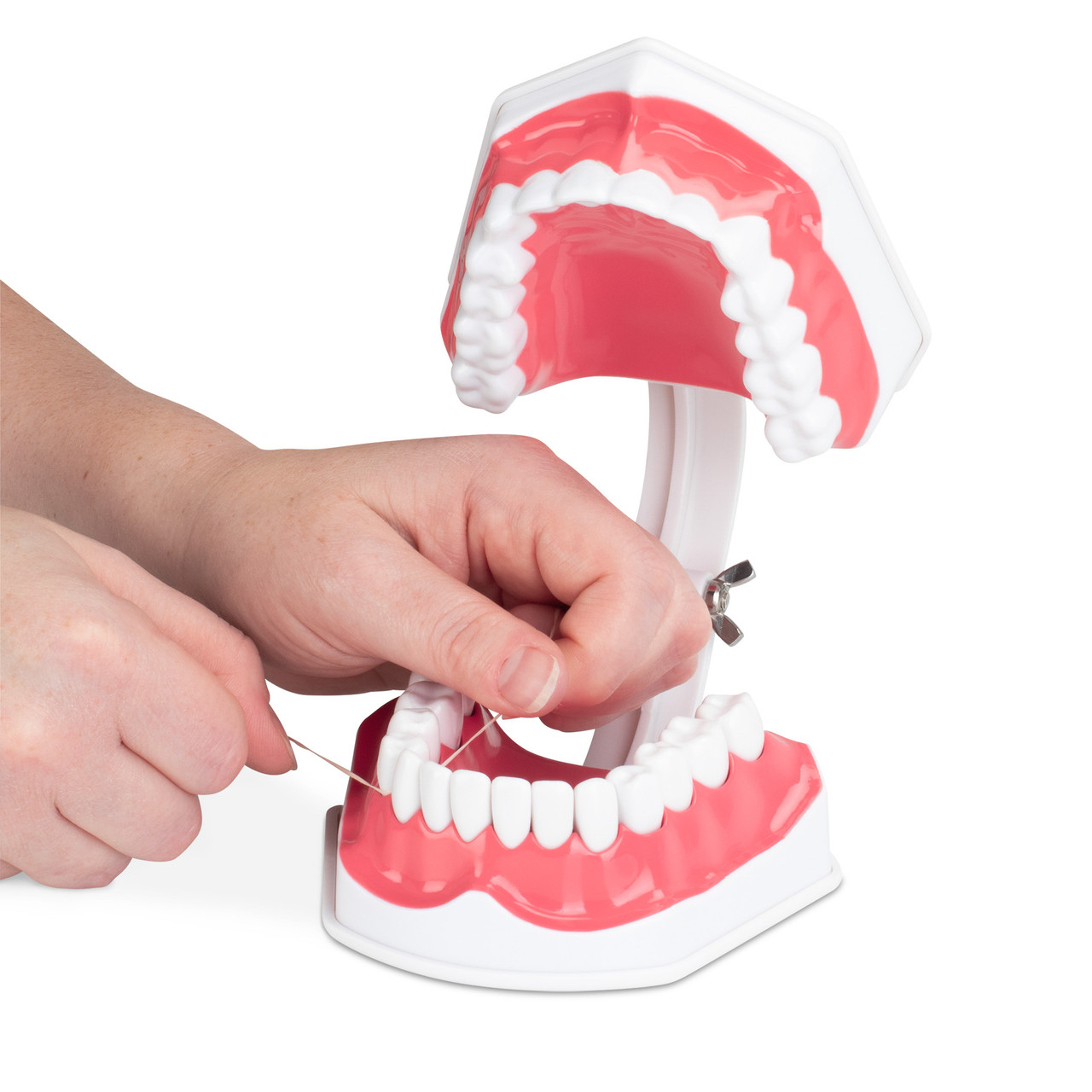 Econo Hygiene Model | Practicon Inc