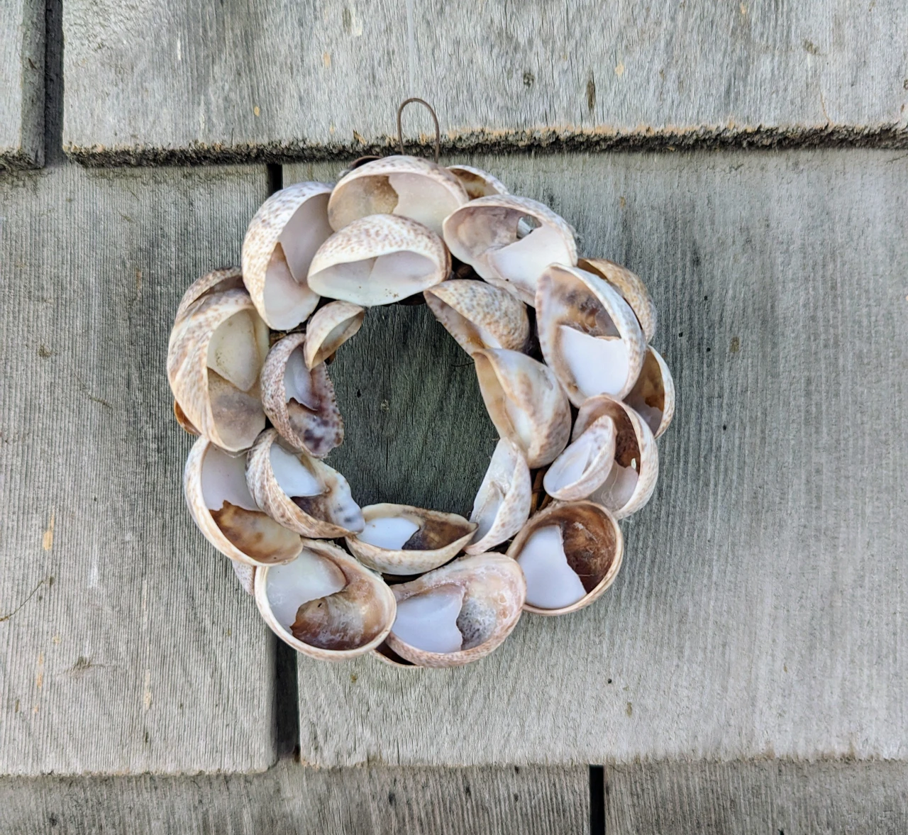 Mini Slipper Shell Wreath - Shuck It Oyster Company