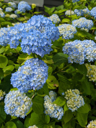 Hydrangeas
