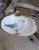 Seagull on clam shell
