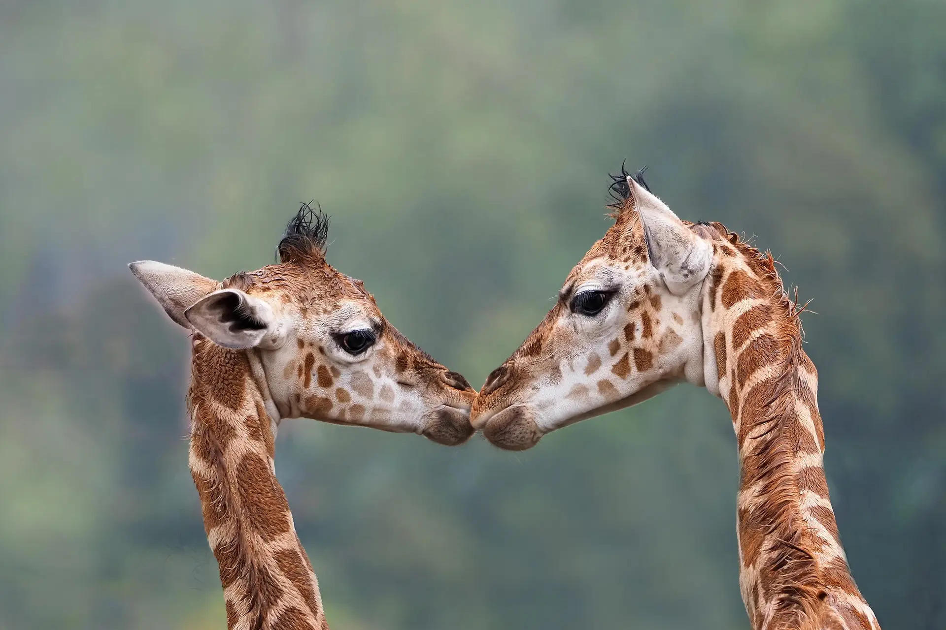 Giraffe Conservation Foundation