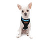 Puppy Flashing Light-Up LED Safety Dog Harness