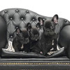 ‘King of Comfort’ PU Leather Luxury Pet Sofa