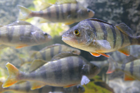 Best Lures Species Specific Saltwater Freshwater