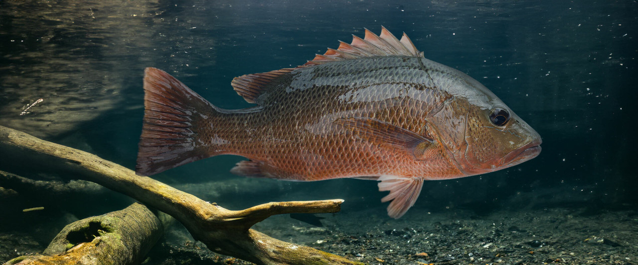 Secrets to Catch Mangrove Jack in Australia