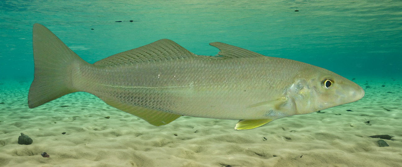 Surf & Sand Special - Fighting whiting - Fishing World Australia