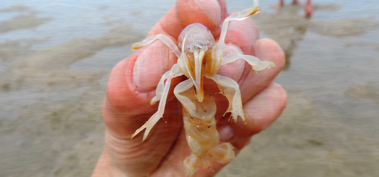 Bait Catching & Gathering