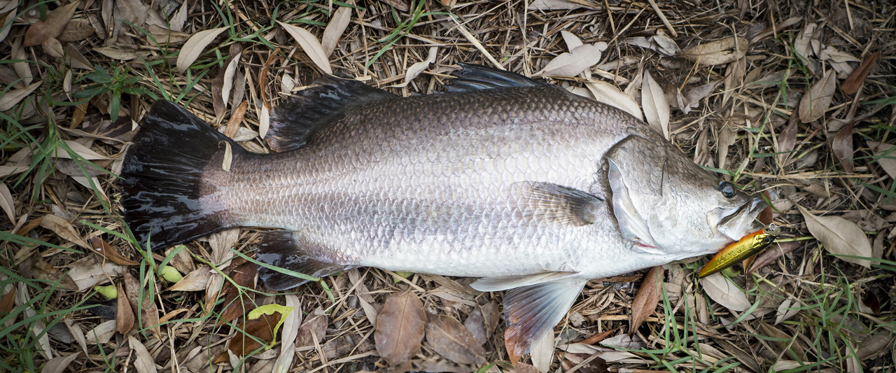 Saltwater Barra Fishing Jersey - Samaki Australia